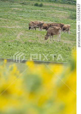 Image of fresh greenery and summer colors on the plateau - Hiruzen Plateau Image of fresh greenery and summer colors on the plateau - Hiruzen Plateau 131552637