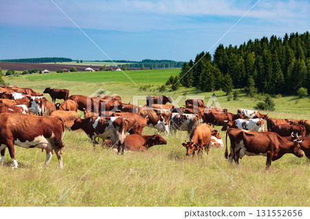 Herd of dairy cows on a pasture Herd of dairy cows on a pasture 131552656