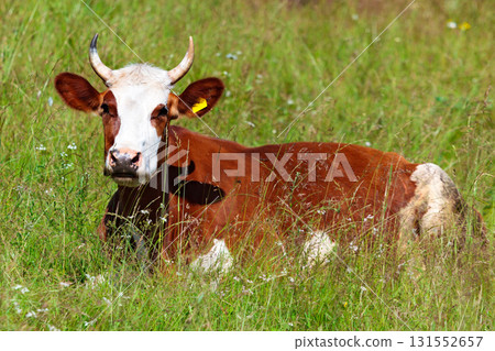 Cow laying on the green grass Cow laying on the green grass 131552657