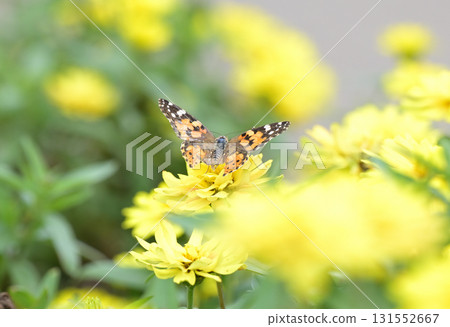 Kibana cosmos and bastards 131552667