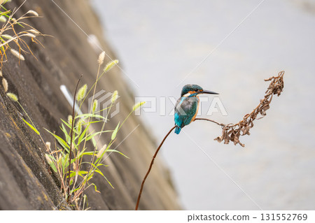 一隻翠鳥棲息在樹枝上尋找食物 一隻翠鳥棲息在樹枝上尋找食物 131552769