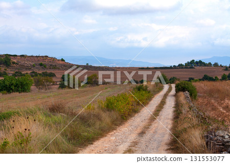 Country road through the fields 131553077