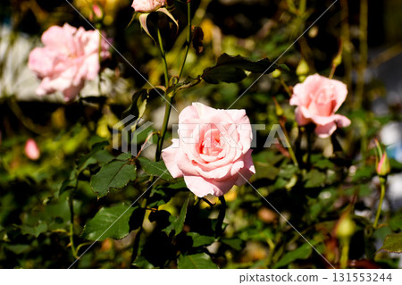 漂亮的粉紅色秋玫瑰 131553244