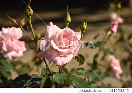 漂亮的粉紅色秋玫瑰 漂亮的粉紅色秋玫瑰 131553245