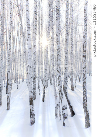 sunset in winter forest sunset in winter forest 131553460