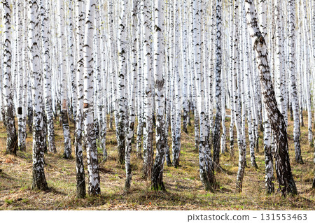 Spring in the birch forest 131553463