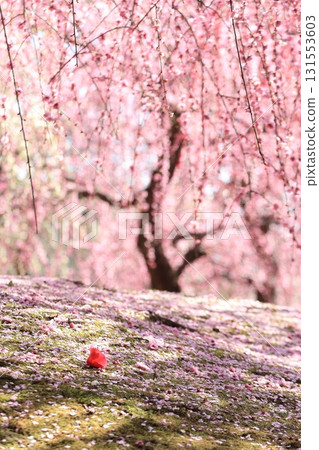 零星的山茶花和垂枝的梅花 131553603