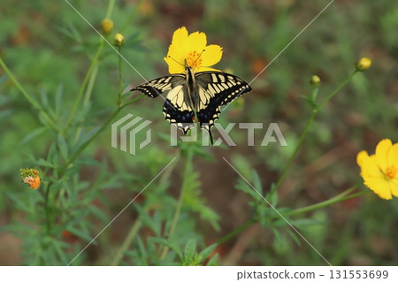 一隻燕尾蝶在秋季公園盛開的黃色波斯菊花中吸食花蜜 一隻燕尾蝶在秋季公園盛開的黃色波斯菊花中吸食花蜜 131553699