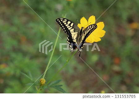 A swallowtail butterfly sucking nectar from yellow cosmos flowers blooming in an autumn park A swallowtail butterfly sucking nectar from yellow cosmos flowers blooming in an autumn park 131553705