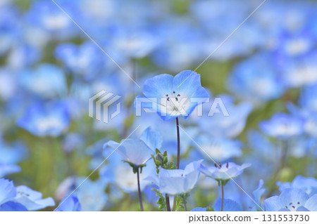 Nemophila in Nagai Botanical Garden 131553730