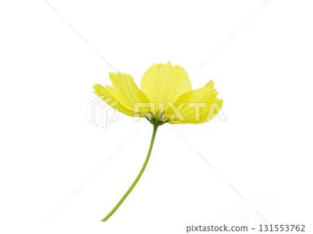 Cute kibanakosmos 131553762