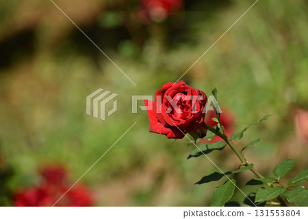 Vibrant red autumn roses 131553804