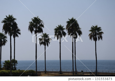 海岸公園兩旁的棕櫚樹、藍色的海水和藍天 131553873