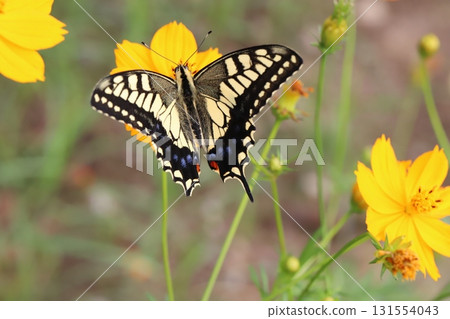 A swallowtail butterfly sucking nectar from yellow cosmos flowers blooming in an autumn park A swallowtail butterfly sucking nectar from yellow cosmos flowers blooming in an autumn park 131554043