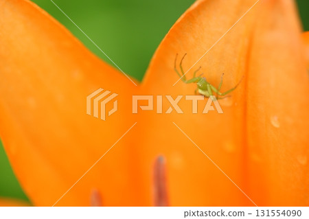 花蜘蛛和百合花 花蜘蛛和百合花 131554090