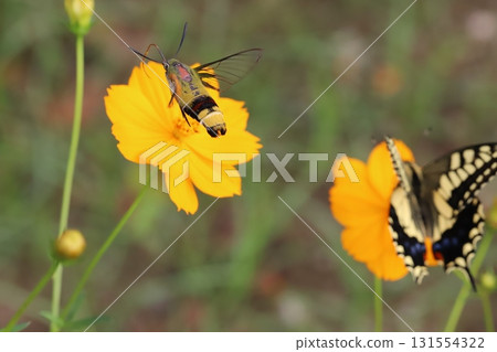 A large hawk moth and a swallowtail butterfly sucking nectar from yellow cosmos flowers blooming in an autumn park 131554322