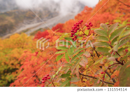 Lively foliage 131554514
