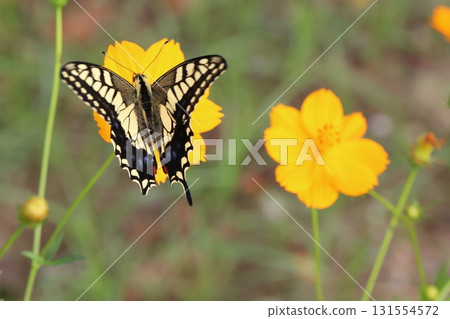一隻燕尾蝶在秋季公園盛開的黃色波斯菊花中吸食花蜜 131554572