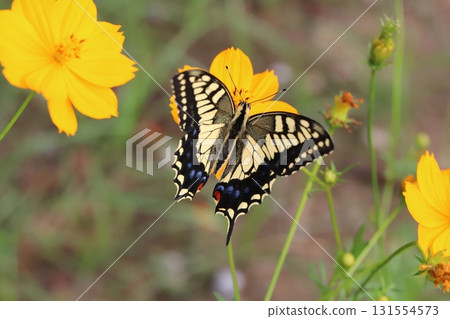 A swallowtail butterfly sucking nectar from yellow cosmos flowers blooming in an autumn park A swallowtail butterfly sucking nectar from yellow cosmos flowers blooming in an autumn park 131554573