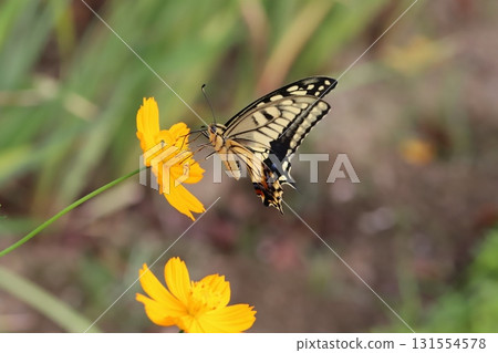 一隻燕尾蝶在秋季公園盛開的黃色波斯菊花中吸食花蜜 131554578
