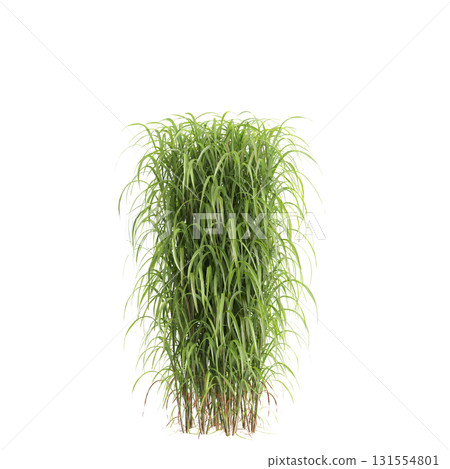 3d illustration of bush Miscanthus sacchariflorus isolated on transparent b.. 3d illustration of bush Miscanthus sacchariflorus isolated on transparent b.. 131554801