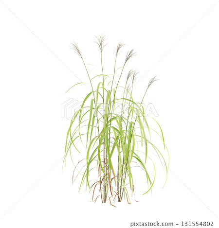 3d illustration of bush Miscanthus sacchariflorus isolated on transparent b.. 3d illustration of bush Miscanthus sacchariflorus isolated on transparent b.. 131554802