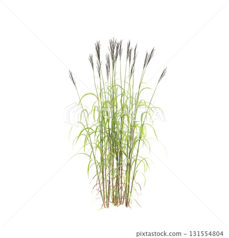3d illustration of bush Miscanthus sacchariflorus isolated on transparent b.. 3d illustration of bush Miscanthus sacchariflorus isolated on transparent b.. 131554804