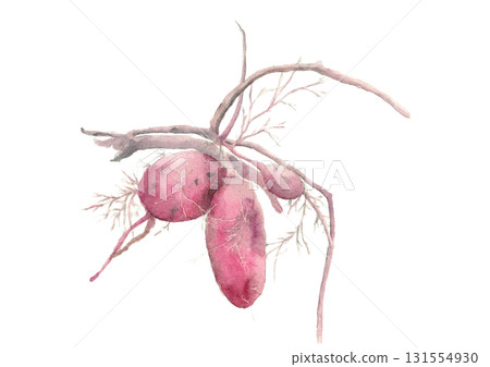 Illustration material of freshly dug sweet potatoes drawn in watercolor [hand-drawn] White background Transparent background Copy space 131554930