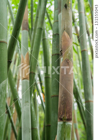 雨後竹林深處的綠意 131555043