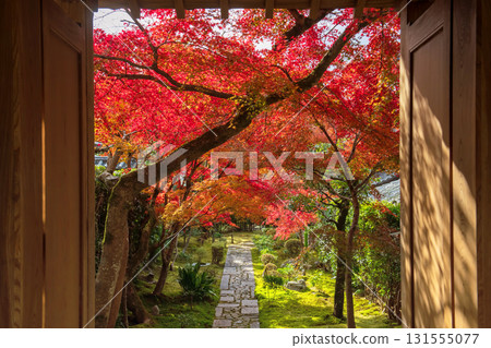 gate to footpath by red maple leaf tunnel of Ryoan-ji temple in fall, Kyoto 131555077