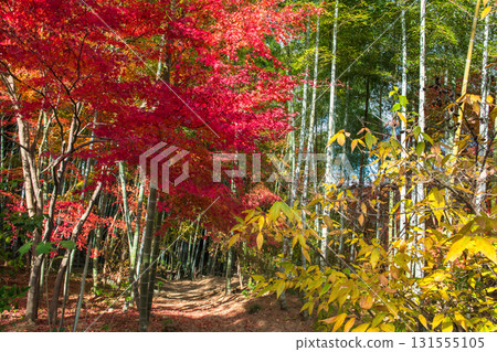 Colorful autumn leaf and bamboo grove at Jojakkoji Temple, Arashiyama 131555105
