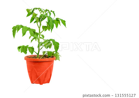 Small tomato bush growing inside brown, red plastic flower pot isolated on white background with clipped path and copy space for text. Blank for gardening, home planting theme artworks template 131555127