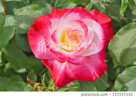 Double Delight at Nagai Botanical Garden 131555182