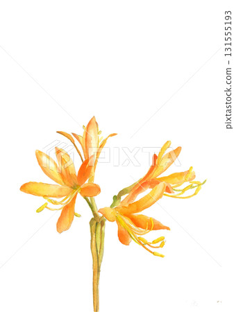 Illustration material of wild dayflower drawn in watercolor [hand-drawn] White background For cutting out Copy space available 131555193