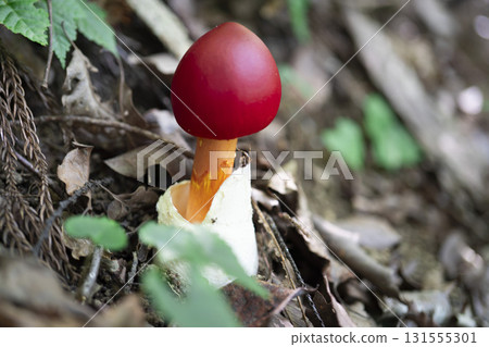 Red and cute Amanita caesareus Red and cute Amanita caesareus 131555301