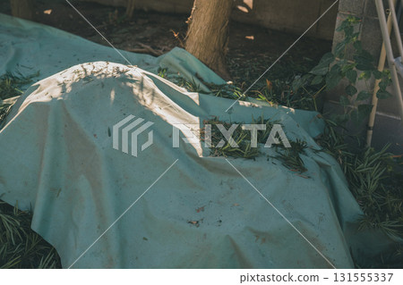 花園 院子 修剪 131555337