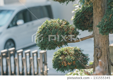 樹木 樹 木頭 131555345