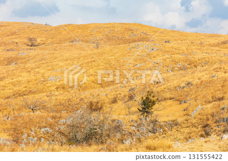 Akiyoshidai in winter: Japan's largest karst plateau 131555422