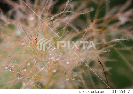 Smoke tree flowers and raindrops Smoke tree flowers and raindrops 131555467