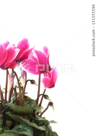Close-up of pink cyclamen [white background] 131555594