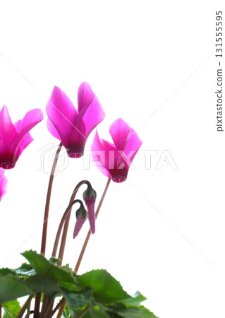 粉紅仙客來特寫[白色背景] 131555595