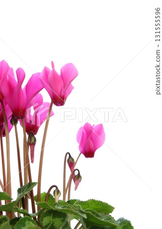 粉紅仙客來特寫[白色背景] 131555596