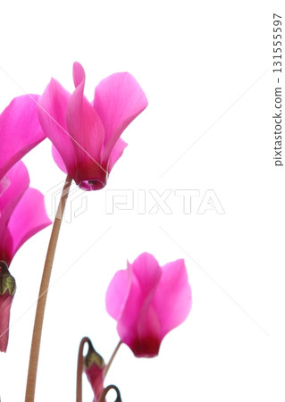 Close-up of pink cyclamen [white background] 131555597