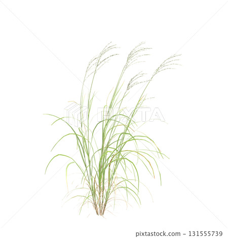 3d illustration of bush Miscanthus sacchariflorus isolated on transparent b.. 3d illustration of bush Miscanthus sacchariflorus isolated on transparent b.. 131555739