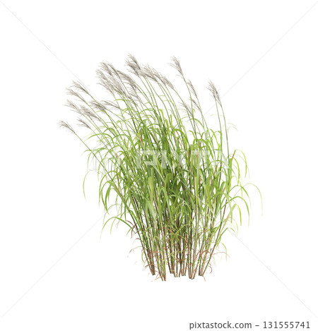 3d illustration of bush Miscanthus sacchariflorus isolated on transparent b.. 131555741