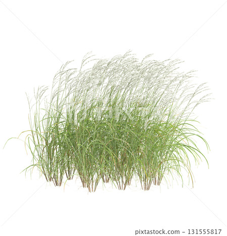 3d illustration of bush Miscanthus sinensis isolated on transparent backgroun 131555817