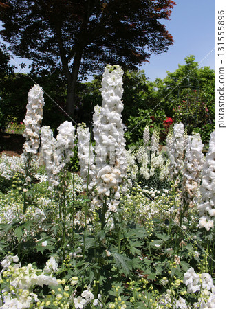 White flower bed in spring 131555896