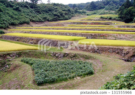 Sawajiri Rice Terraces (Marumori Town, Igu District, Miyagi Prefecture) Sawajiri Rice Terraces (Marumori Town, Igu District, Miyagi Prefecture) 131555966