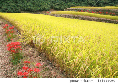 澤尻梯田（宮城縣伊宮郡丸森町） 131555969