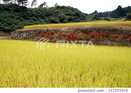 Sawajiri Rice Terraces (Marumori Town, Igu District, Miyagi Prefecture) Sawajiri Rice Terraces (Marumori Town, Igu District, Miyagi Prefecture) 131555976